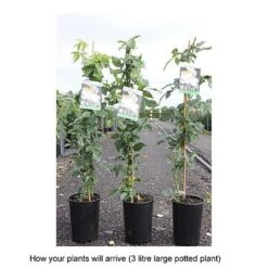 Rose 'Climbing Iceberg' (Climbing) 11 Rose 'Climbing Iceberg' (Climbing) -Perfect Greenery ROSA T68467 B h