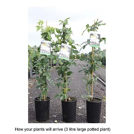 Rose 'Climbing Iceberg' (Climbing) 7 Rose 'Climbing Iceberg' (Climbing) - Image 5