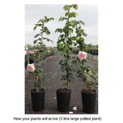Rose 'Gloire De Dijon' -Perfect Greenery ROSA T68473 B h