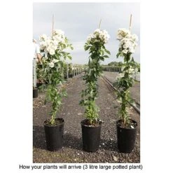 Rose 'Guirlande D'Amour' -Perfect Greenery ROSA T68479 B h