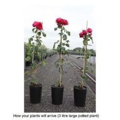 Rose 'Red Eden Rose' -Perfect Greenery ROSA T68503 B h