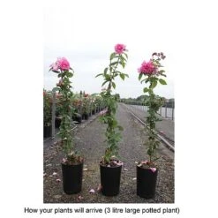 Rose 'Zéphirine Drouhin' 5 Rose 'Zéphirine Drouhin' -Perfect Greenery ROSA T68513 B h