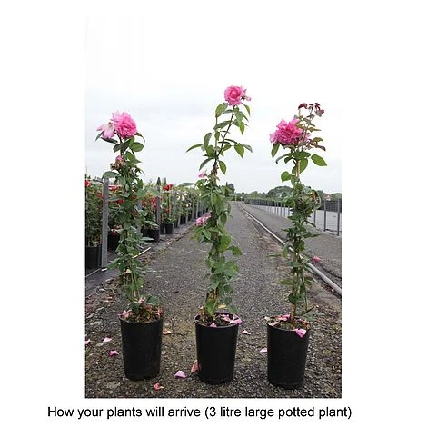 Rose 'Zéphirine Drouhin' 4 Rose 'Zéphirine Drouhin' - Image 2