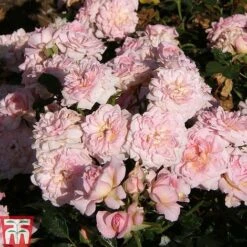 Rose 'Cicero' (Patio Rose) -Perfect Greenery ROSA TKA3482 B