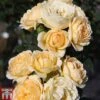 Rose 'Happy Go Lucky' (Floribunda Rose) -Perfect Greenery ROSA TKA3484 A