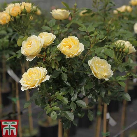 Rose 'Happy Go Lucky' (Floribunda Rose) 4 Rose 'Happy Go Lucky' (Floribunda Rose) - Image 2