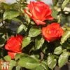 Rose 'Marieken' (Shrub Rose) -Perfect Greenery ROSA TKA3486 B