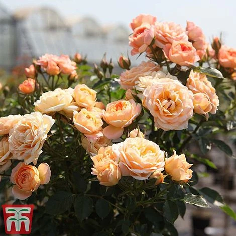 Rose 'Sweetie' (Patio Rose Standard) 3 Rose 'Sweetie' (Patio Rose Standard)