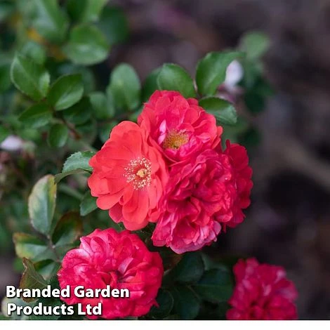 Rose 'Beethoven' (Hybrid Tea Rose) 3 Rose 'Beethoven' (Hybrid Tea Rose)