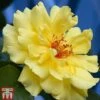 Rose 'Golden Showers' (Climbing) -Perfect Greenery ROSE T11938P A