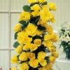 Rose 'Golden Showers' 2 Rose 'Golden Showers' -Perfect Greenery ROSE T11938P A h