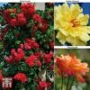 Rose 'Climbing Collection' -Perfect Greenery ROSE T11940P A