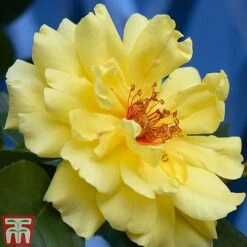Rose 'Climbing Collection' -Perfect Greenery ROSE T11940P B