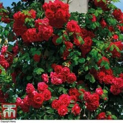 Rose 'Climbing Collection' -Perfect Greenery ROSE T11940P C