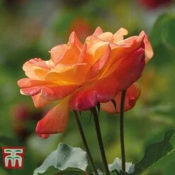 Rose 'Climbing Collection' -Perfect Greenery ROSE T11940P D