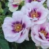 Rose 'Blue Eyes' (Floribunda Rose) 1 Rose 'Blue Eyes' (Floribunda Rose) -Perfect Greenery ROSE T13928 A h