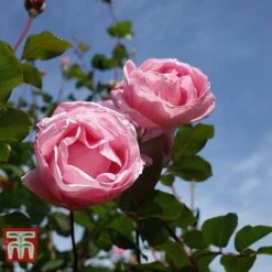 Rose 'Queen Elizabeth' (Floribunda Rose) -Perfect Greenery ROSE T40379 B1