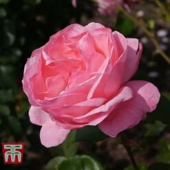 Rose 'Queen Elizabeth' (Floribunda Rose) -Perfect Greenery ROSE T40379 C1