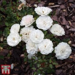 Rose 'Sea Foam' (Shrub Rose) 7 Rose 'Sea Foam' (Shrub Rose) -Perfect Greenery ROSE T58087 B