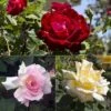 Rose 'Breeder's Choice Collection' (Hybrid Tea Rose) -Perfect Greenery ROSE T59112P A h