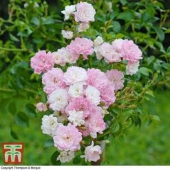 Rose 'The Fairy' (Polyantha) -Perfect Greenery ROSE T59371 C