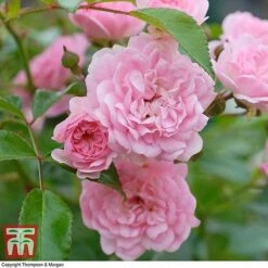Rose 'The Fairy' (Polyantha) -Perfect Greenery ROSE T59371 D