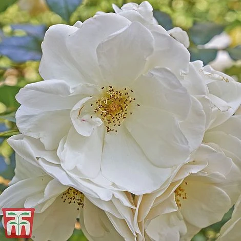 Rose Rugosa 'Alba' (Species Shrub Rose) 4 Rose Rugosa 'Alba' (Species Shrub Rose) - Image 2