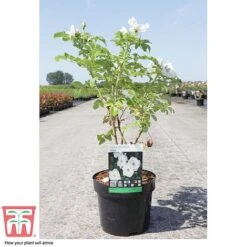 Rose Rugosa 'Alba' (Species Shrub Rose) 9 Rose Rugosa 'Alba' (Species Shrub Rose) -Perfect Greenery ROSE T59372 C