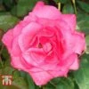 Rose 'Easy Elegance Grandma's Blessing' (Shrub Rose) -Perfect Greenery ROSE T59383 A