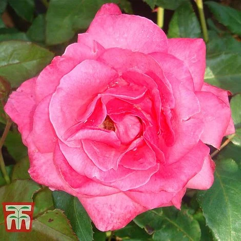 Rose 'Easy Elegance Grandma's Blessing' (Shrub Rose) 3 Rose 'Easy Elegance Grandma's Blessing' (Shrub Rose)