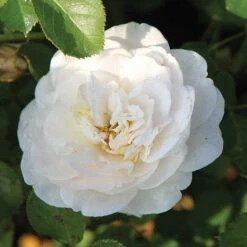 Rose 'Easy Elegance Snowdrift' (Shrub Rose) -Perfect Greenery ROSE T59387 B h