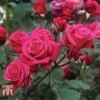 Rose 'Charisma' -Perfect Greenery ROSE T67041 B
