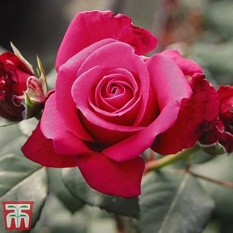 Rose 'Charisma' 4 Rose 'Charisma' - Image 2