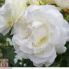 Rose 'Albéric Barbier' (Rambling Rose) -Perfect Greenery ROSE T79067 A h