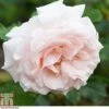 Rosa 'Madame Alfred Carriere' (Climbing Rose) -Perfect Greenery ROSE T79073 A h