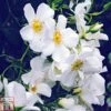 Rose 'Wedding Day' (Rambling Rose) -Perfect Greenery ROSE T79078 A h
