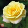 Rose 'Laura Ford' (Climbing Rose) -Perfect Greenery ROSE T80130 A1