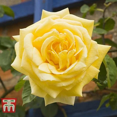 Rose 'Laura Ford' (Climbing Rose) 4 Rose 'Laura Ford' (Climbing Rose) - Image 2