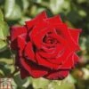 Rose 'Love Knot' (Climbing Rose) -Perfect Greenery ROSE T80131 A