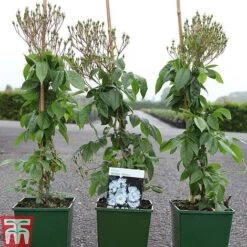 Rose 'Bobbie James' (Rambling Rose) -Perfect Greenery ROSE TKA3470 A