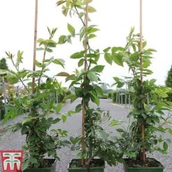 Rose Filipes 'Kiftsgate' (Rambling Rose) -Perfect Greenery ROSE TKA3472 A