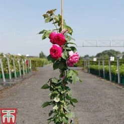 Rose 'Madame Isaac Péreire' (Climbing Bourbon) -Perfect Greenery ROSE TKA3478 A
