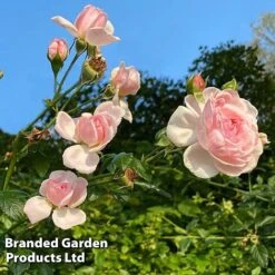 Rose 'Our Beth' (Shrub Rose) 6 Rose 'Our Beth' (Shrub Rose) -Perfect Greenery ROSE WKC0808 B