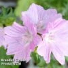 Malva Moschata 'Rosea' 2 Malva Moschata 'Rosea' -Perfect Greenery ROSEA 64392 A