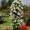 Rose 'Climbing Iceberg' (Climbing) -Perfect Greenery ROSE CLIMBICEB W45537