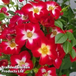 Rose 'Everglow Ruby' (Shrub) 15 Rose 'Everglow Ruby' (Shrub) -Perfect Greenery ROSE EVERGLRUB H41243