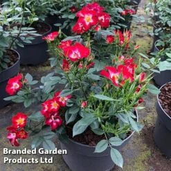 Rose 'Everglow Ruby' (Shrub) 19 Rose 'Everglow Ruby' (Shrub) -Perfect Greenery ROSE EVERGLRUB H41245