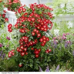 Rose 'Everglow Ruby' (Shrub) 14 Rose 'Everglow Ruby' (Shrub) -Perfect Greenery ROSE EVERGLRUB H41246