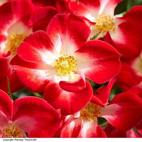 Rose 'Everglow Ruby' (Shrub) 12 Rose 'Everglow Ruby' (Shrub) - Image 10