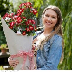 Rose 'Everglow Ruby' (Shrub) 23 Rose 'Everglow Ruby' (Shrub) -Perfect Greenery ROSE EVERGLRUB H41251